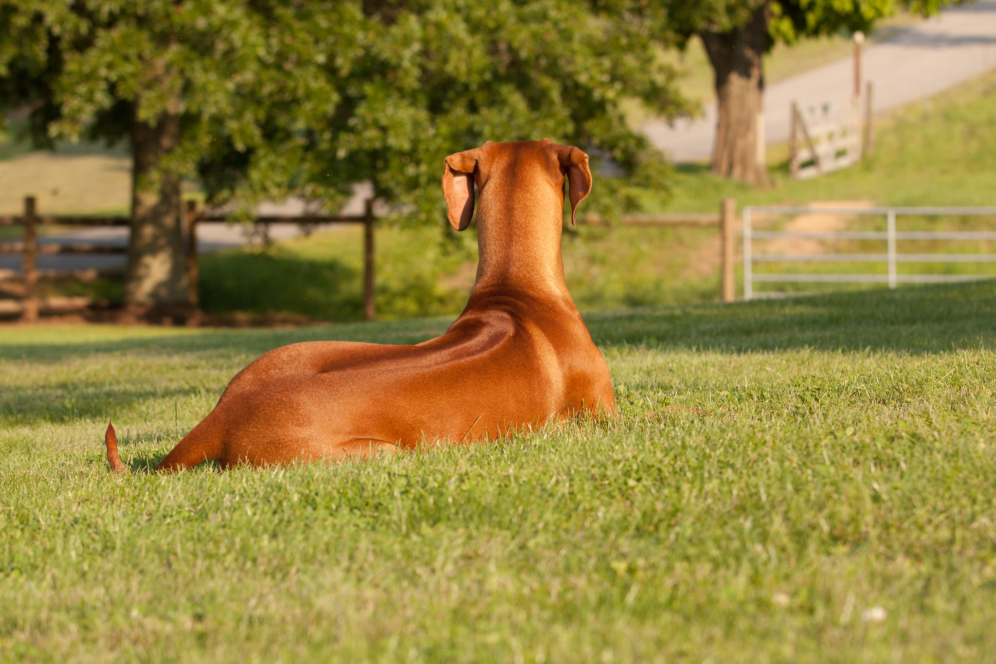 Dog Show Photography by Michael Lofenfeld